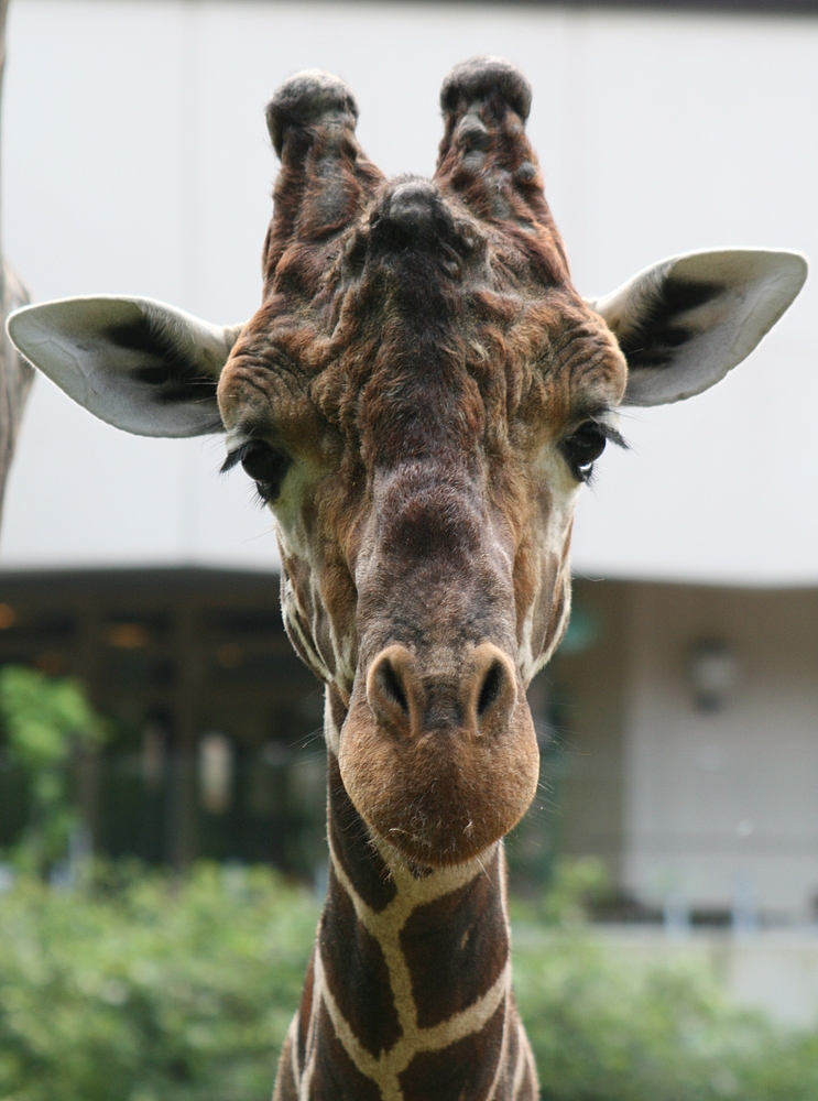 Giraffe im Duisburger Zoo