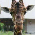 Giraffe im Duisburger Zoo