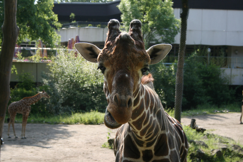 Giraffe im Duisburger Zoo