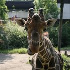 Giraffe im Duisburger Zoo