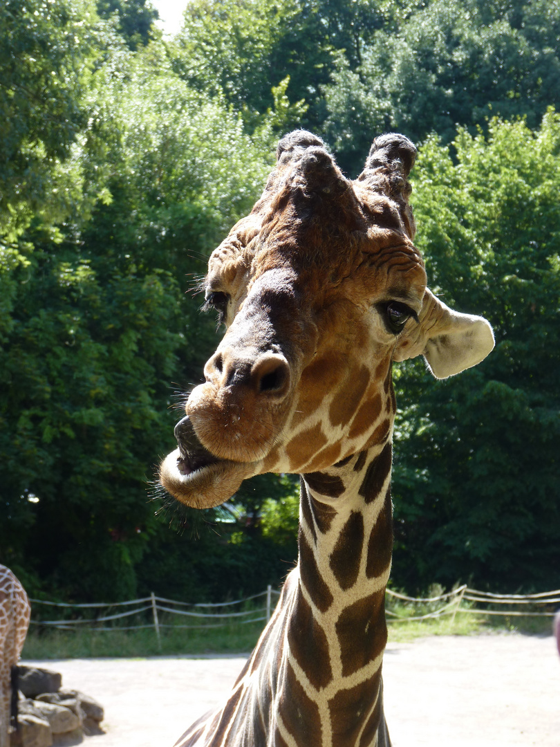 Giraffe im Duisburger Zoo