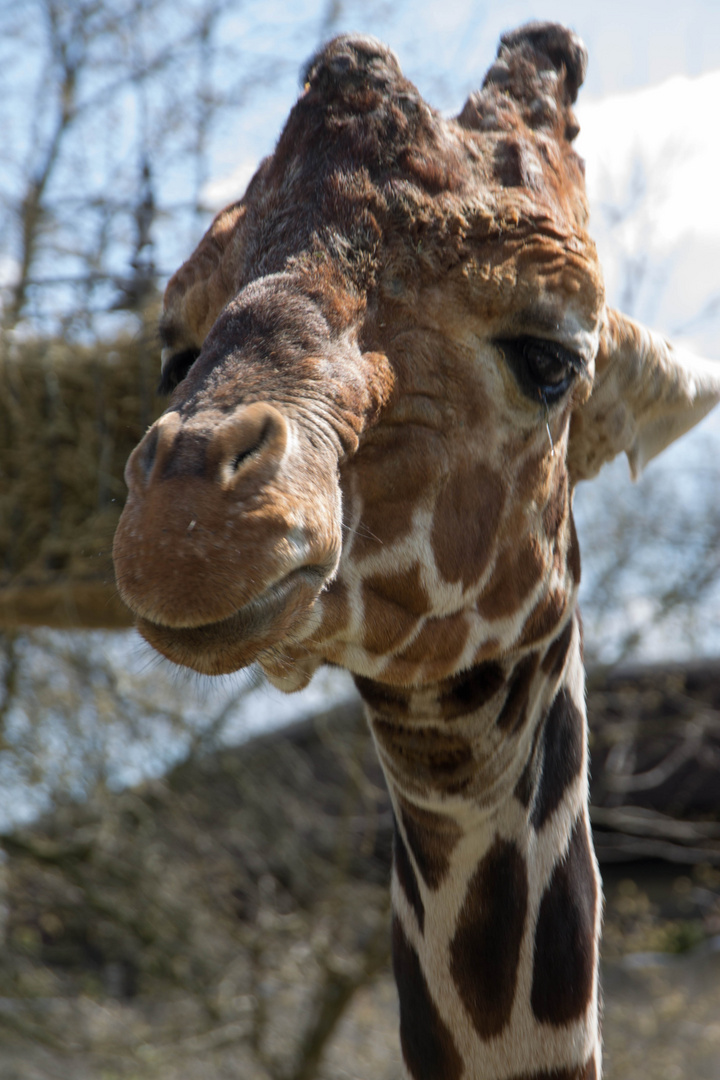 Giraffe im Duisburger Zoo (April 2015)