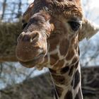 Giraffe im Duisburger Zoo (April 2015)