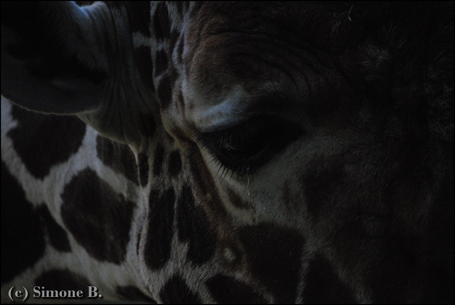 Giraffe im Duisburger Zoo