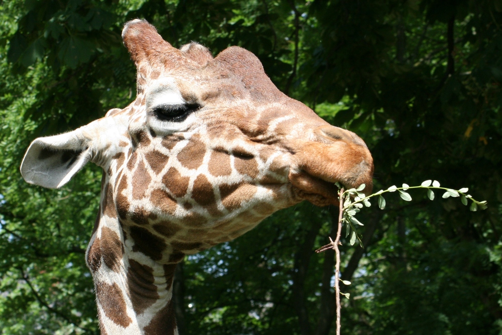 Giraffe im Duisburger Zoo