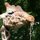 Giraffe im Duisburger Zoo