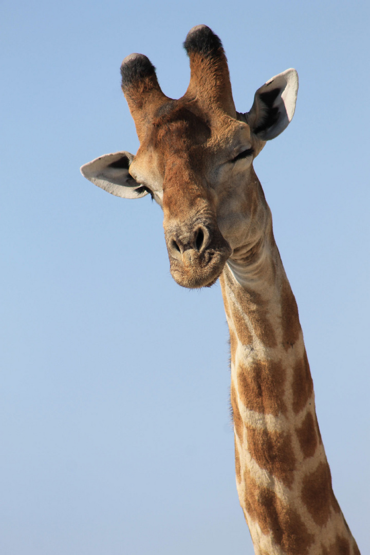 Giraffe im Ethosha