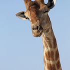 Giraffe im Ethosha