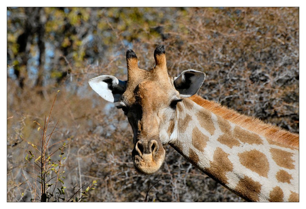 Giraffe im Etoscha