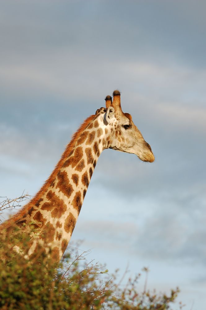 Giraffe im Etosha