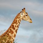 Giraffe im Etosha