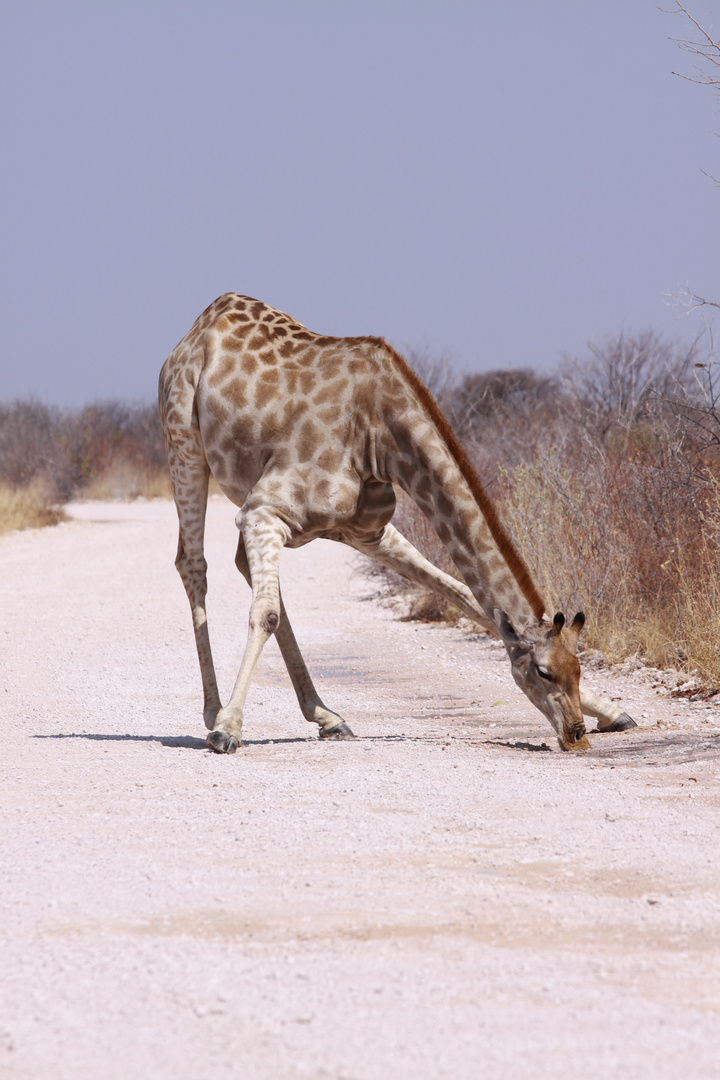 Giraffe im Etosha Namibia