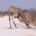 Giraffe im Etosha Namibia