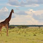 Giraffe im Etosha Park