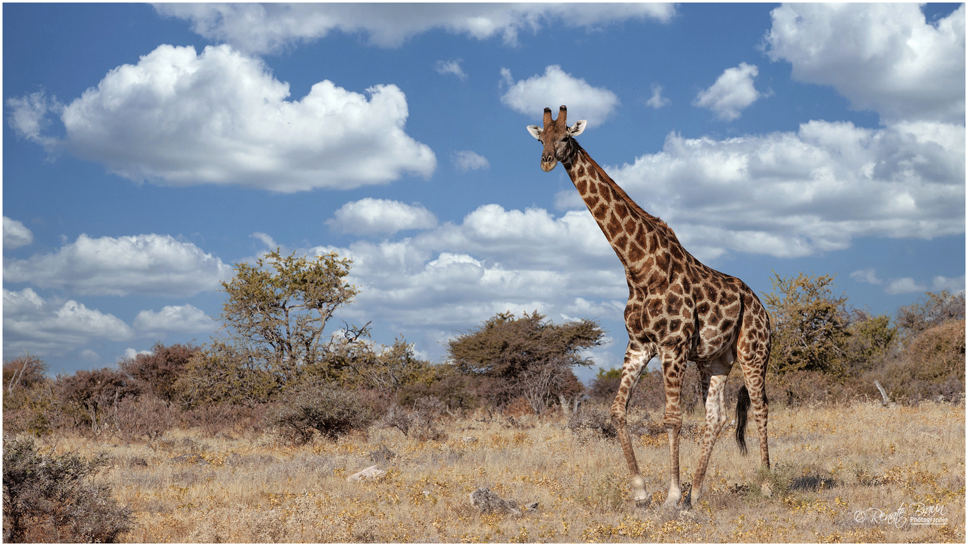 Giraffe im Etosha-Park in Namibia