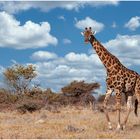 Giraffe im Etosha-Park in Namibia