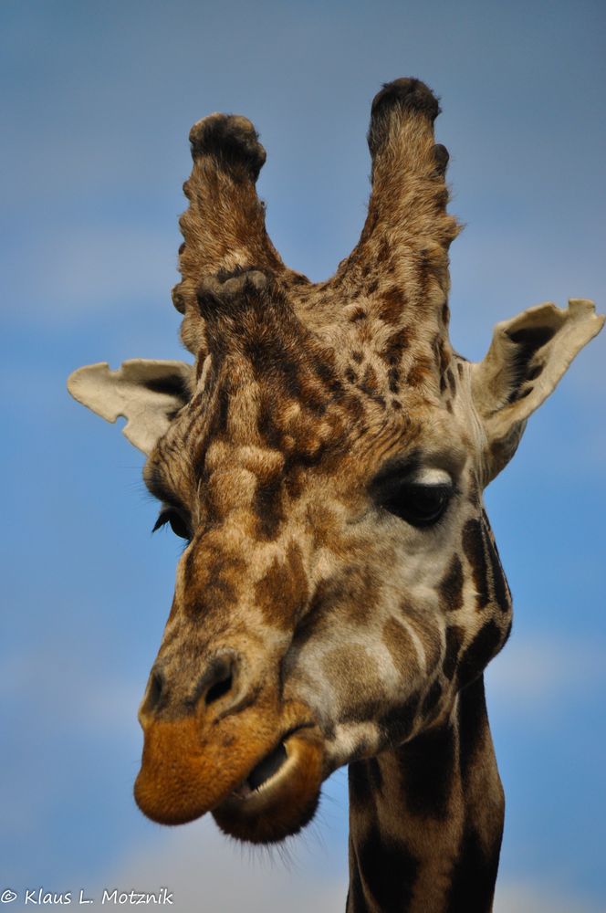 Giraffe im Fota Wildlife Park