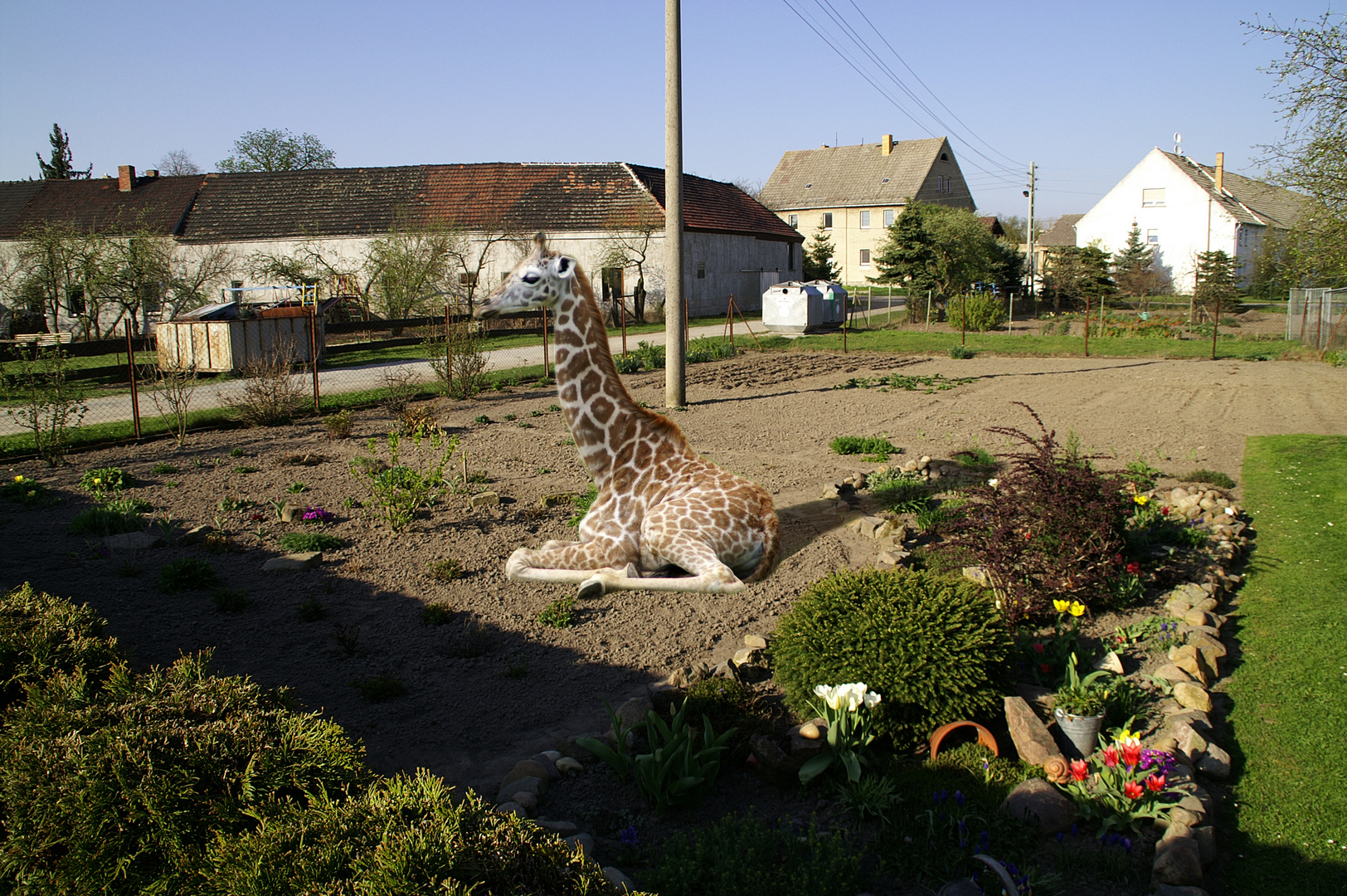 Giraffe im Garten