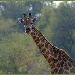 Giraffe im Gegenlicht