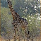Giraffe im Gegenlicht #2