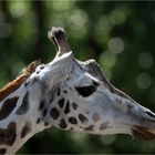 Giraffe im Gegenlicht