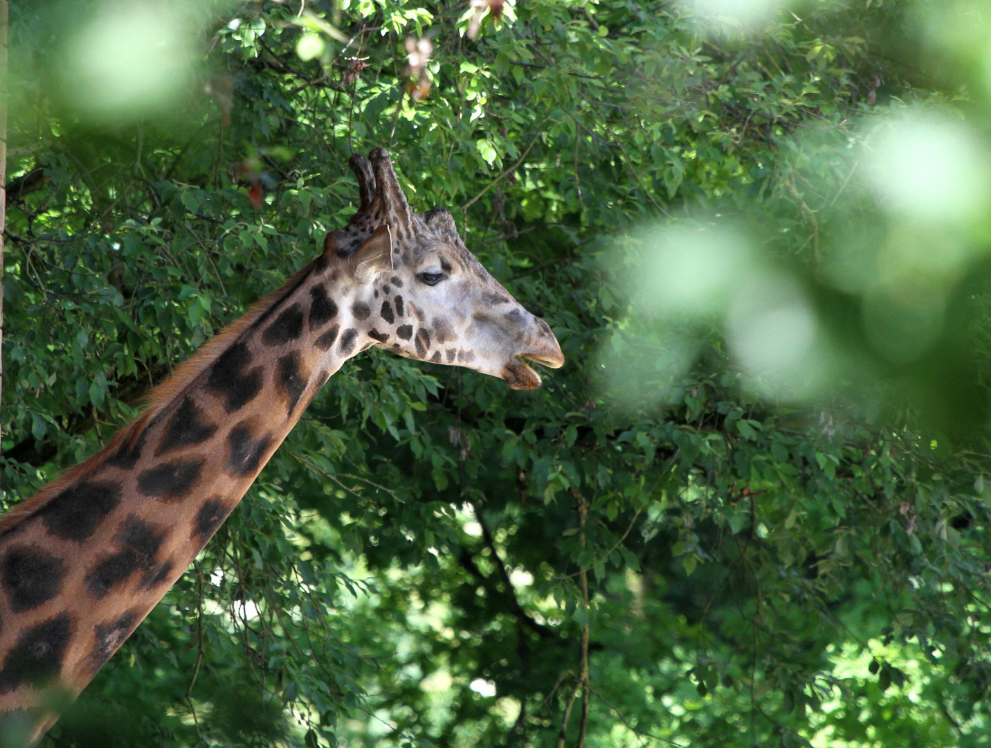 Giraffe im Grünen