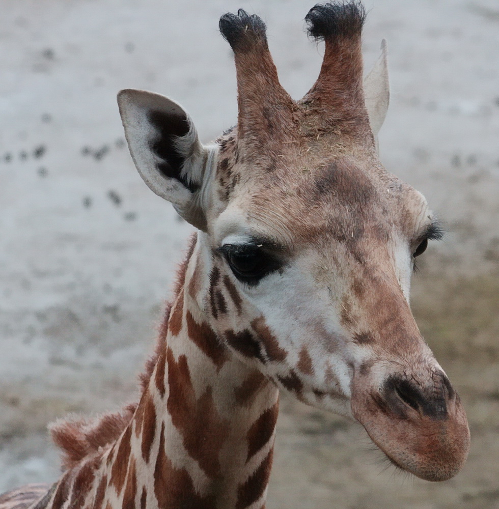 Giraffe im Hagenbecker Tierpark Hamburg