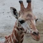 Giraffe im Hagenbecker Tierpark Hamburg