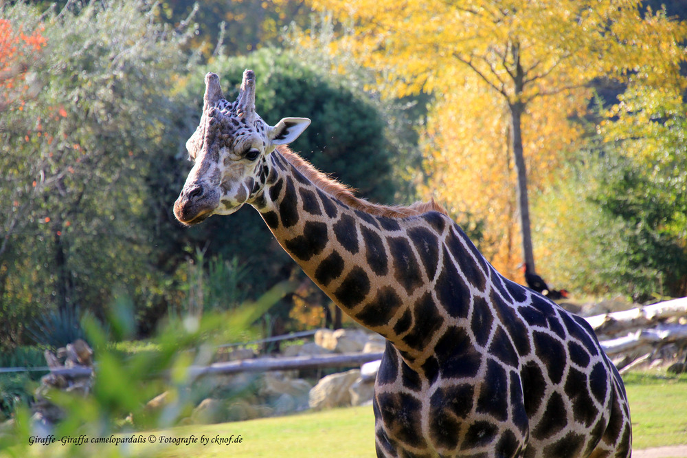 Giraffe im Herbst