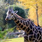 Giraffe im Herbst