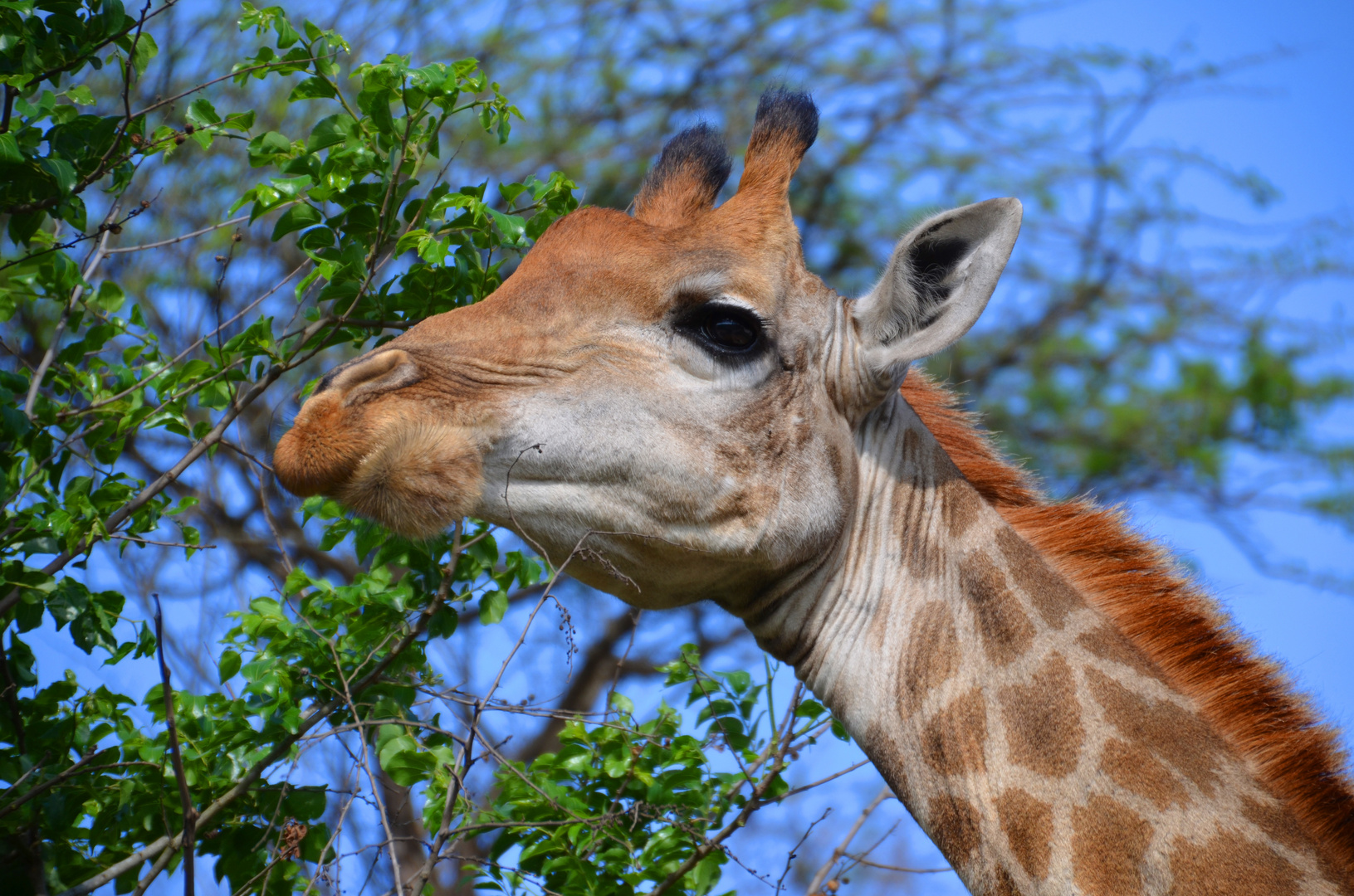 Giraffe im Hluhluwe Nationalpark