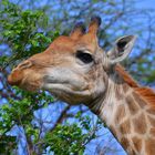 Giraffe im Hluhluwe Nationalpark