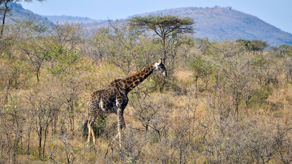 Giraffe im Hluhluwe Umfolozi Game Reserve