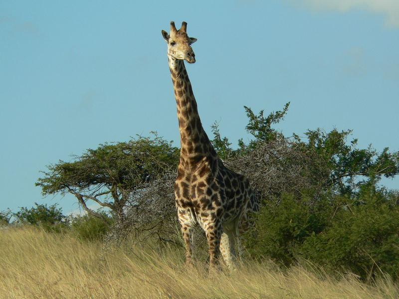 Giraffe im Hluhluwe-Umfolozi NP, Südafrika, 2005