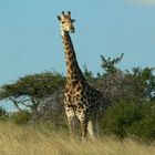 Giraffe im Hluhluwe-Umfolozi NP, Südafrika, 2005