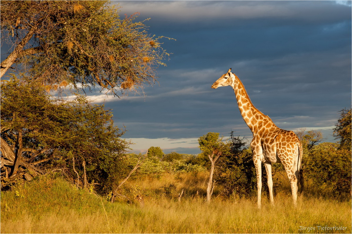 Giraffe im Hwange NP