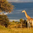 Giraffe im Hwange NP