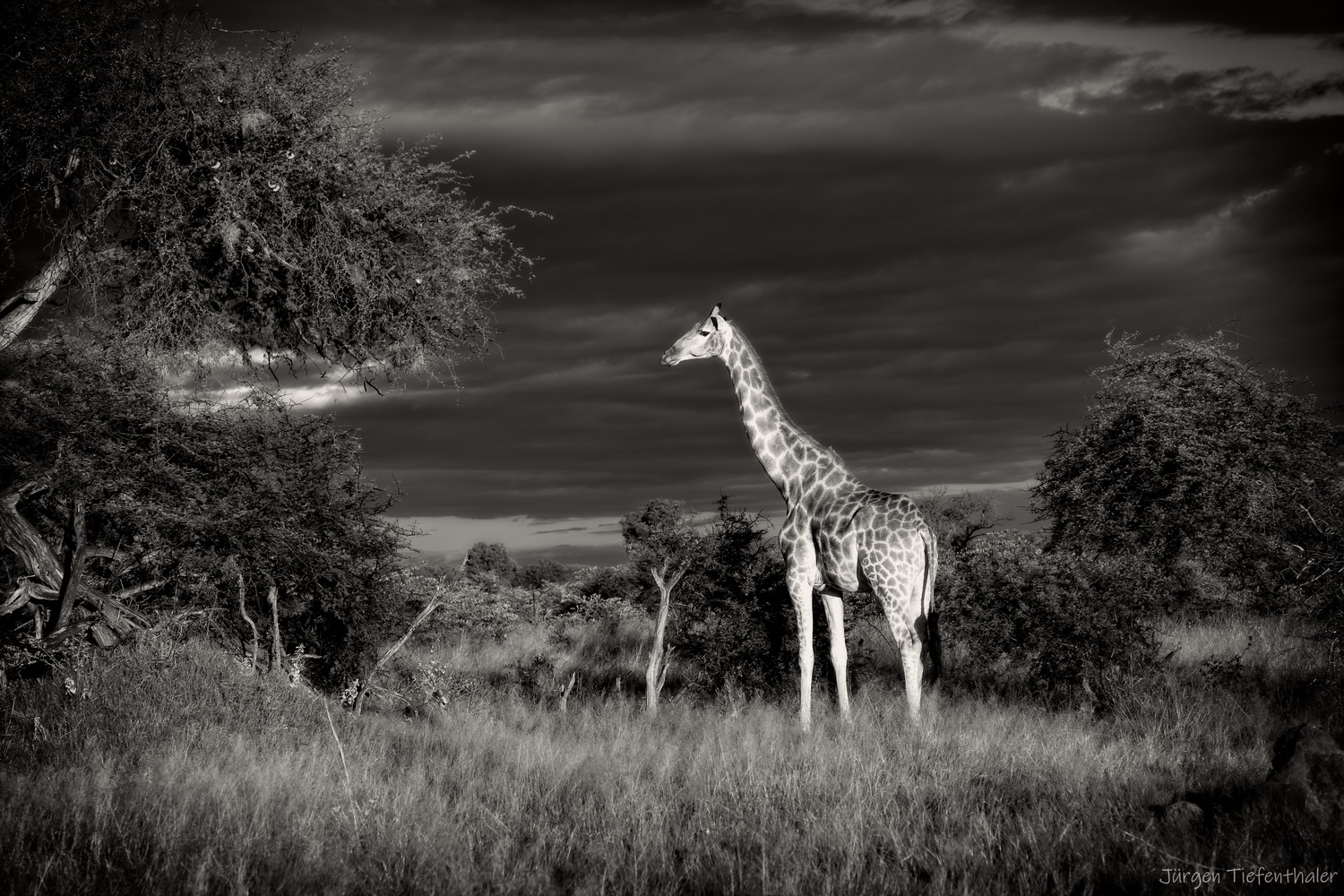 Giraffe im Hwange NP - SW