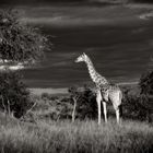 Giraffe im Hwange NP - SW