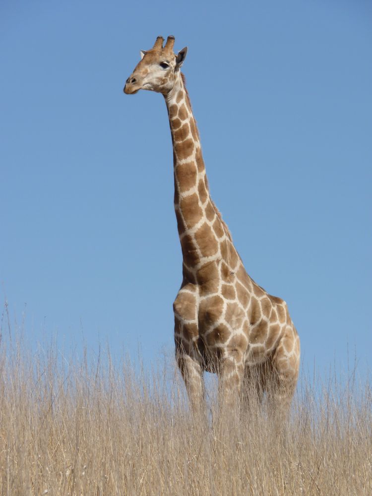 Giraffe im Kgalagadi Transfontier Nationalpark / Südafrika