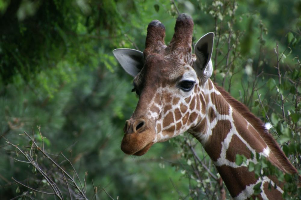 Giraffe im Kölner Zoo