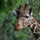 Giraffe im Kölner Zoo