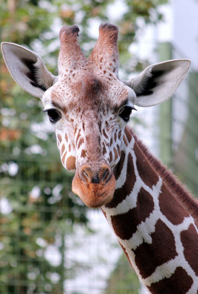 Giraffe im Kölner Zoo (2)