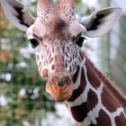 Giraffe im Kölner Zoo (2)