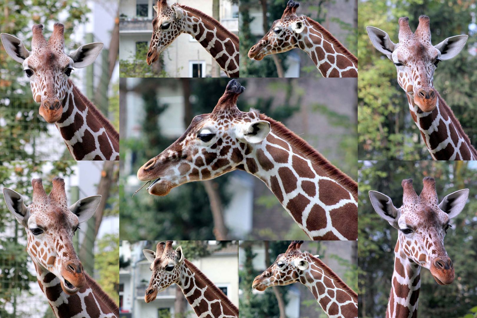 Giraffe im Kölner Zoo