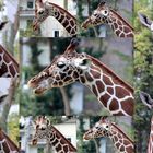 Giraffe im Kölner Zoo