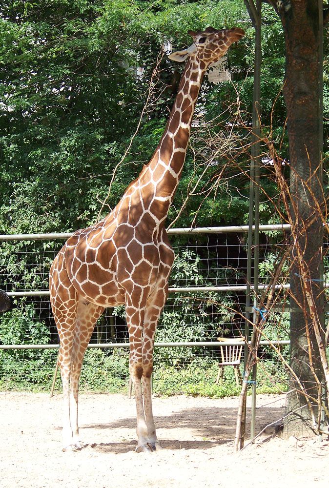 Giraffe im Kölner Zoo