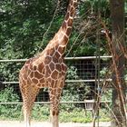 Giraffe im Kölner Zoo