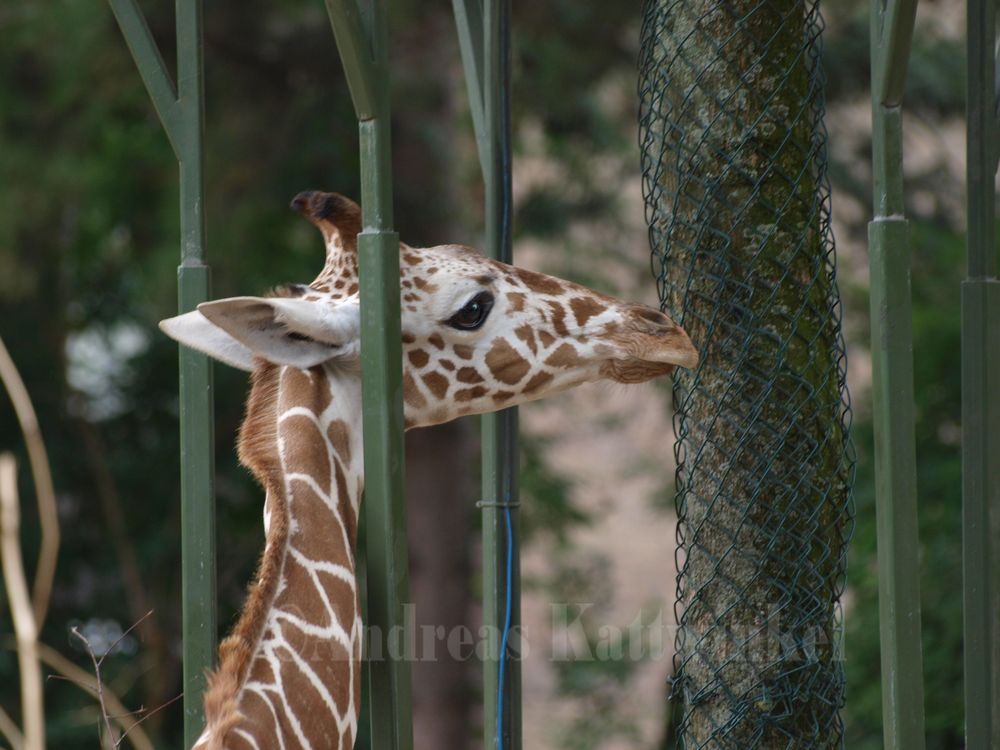 Giraffe im Kölner Zoo