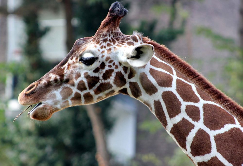 Giraffe im Kölner Zoo